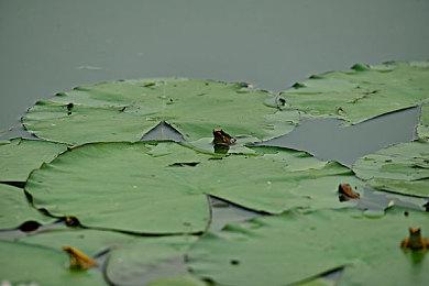 棋布错峙将遇良才！脱胎于传统战棋的《战国异闻录》